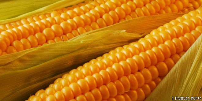 Украина наращивает экспорт кукурузы