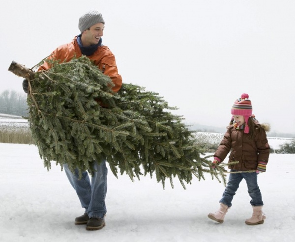 Как выбрать новогоднюю елку