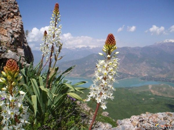 Крымчане выберут свое растение - символ региона