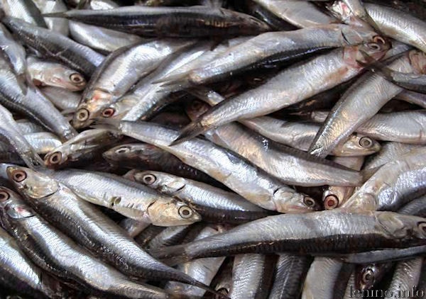 На вылов хамсы в Черном море установлен лимит