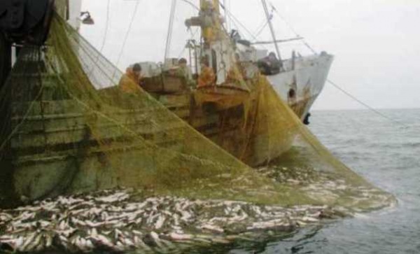 ​​До 31 декабря запрещается вылов пиленгаса в Азовском море.