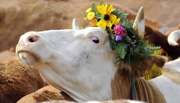 О перспективах животноводства в Крыму