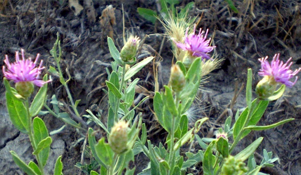 В Ленинском районе объявили карантин из-за ядовитого растения