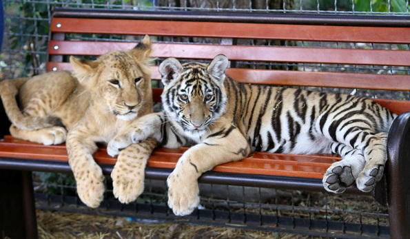 Крымчанам предлагают посетить парк львов "Тайган" со скидкой 50%