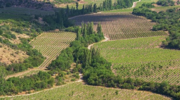В Крыму утвердили стоимость квадратного метра сельскохозяйственной земли