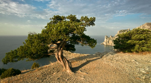 За вырубку можжевельника в Крыму - штраф до 500 тыс рублей