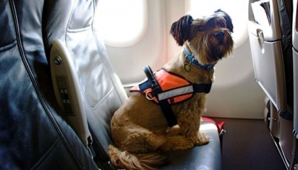 Как перевезти домашнее животное в автобусе, поезде и самолете?