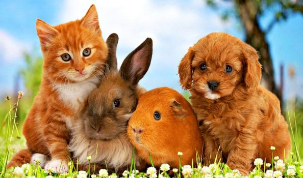 Крымчан будут наказывать за отказ регистрировать домашних животных