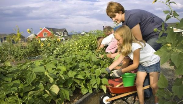 В Крыму садоводам советуют поторопиться с подачей заявлений на получение земли