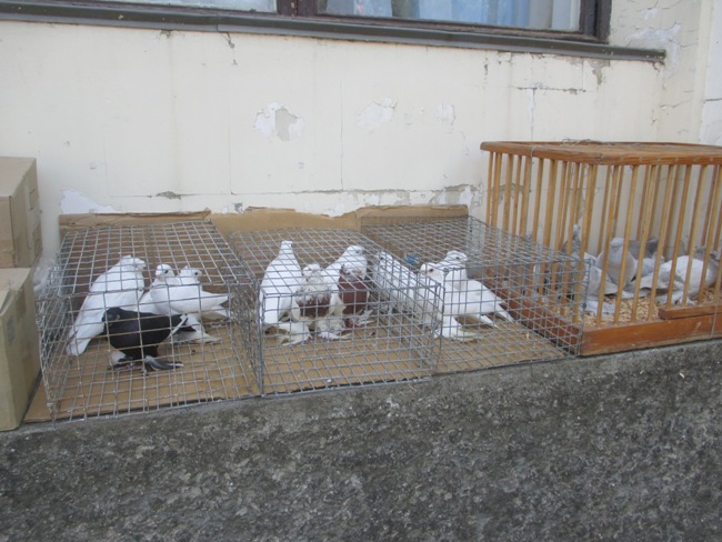 Курбан-байрам