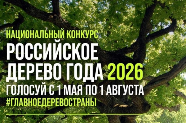 Дуб‑богатырь Тавриды борется за звание «Российского дерева года»