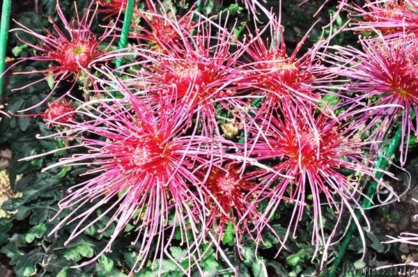 В Никитском ботаническом саду выбрали Королеву бала хризантем