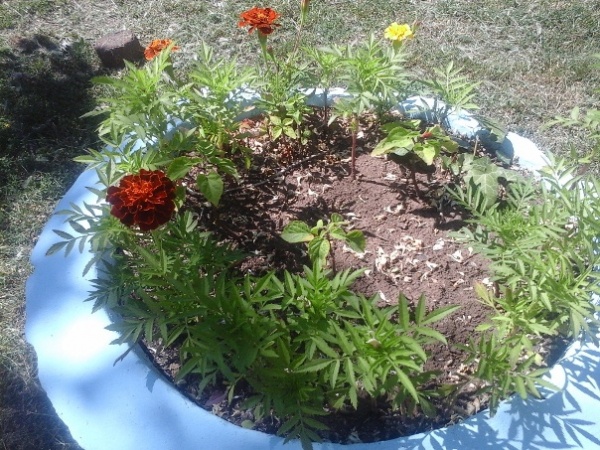 Не дай цветам засохнуть