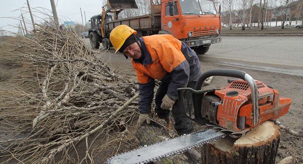 Кому и где можно вырубать деревья в Крыму