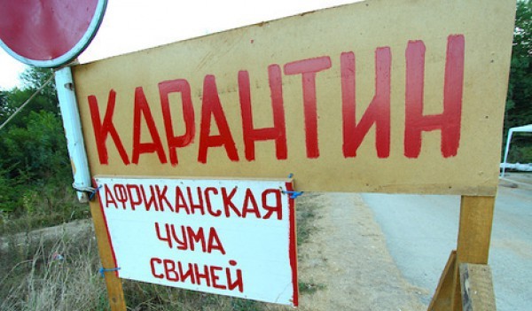 В Крыму объявлен карантин из-за африканской чумы свиней