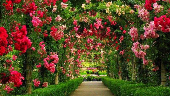 В Крыму появится уникальный сад ароматов