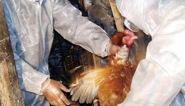 Чума птиц в Ленинском районе