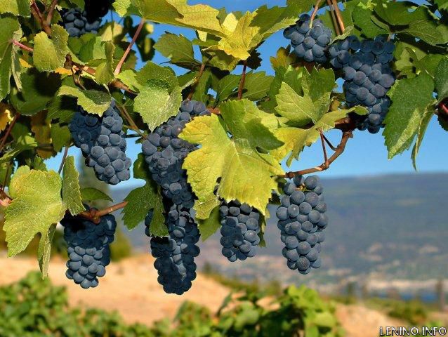 Украину ждет небывалый урожай винограда
