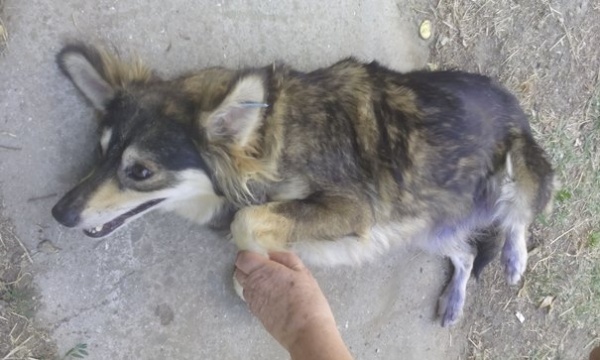 Смертельная стерилизация! (Фото не для детей и слабонервных)