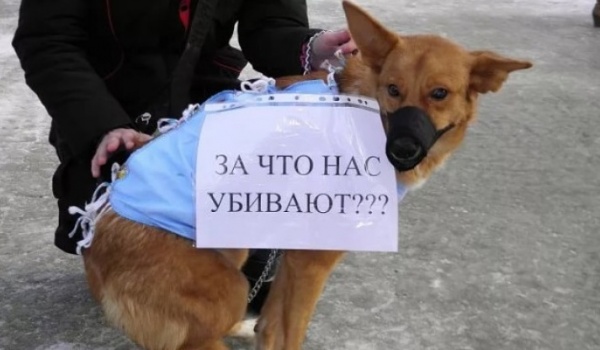 Открытое обращение  сотрудников обособленного подразделения в Ленинском районе  МОО "Конгресс защиты прав и свобод человека "МИР" в Совет Министров Республики Крым