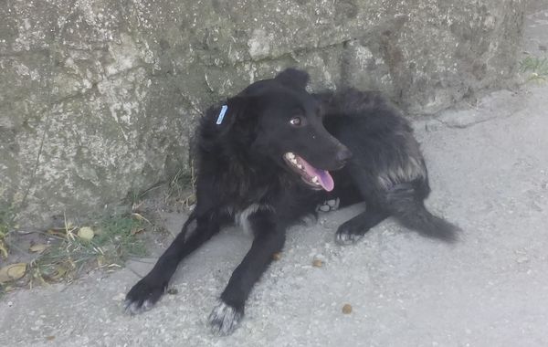 Собачья жизнь или Как волонтёры спасали десятки собак после стерилизации в Ленинском районе