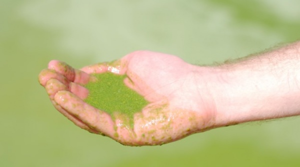 В Ленинском районе «зацвело» водохранилище