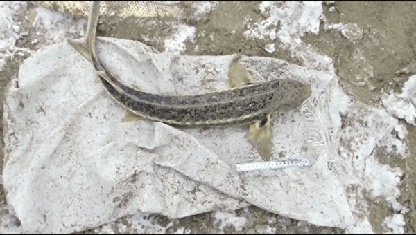 В Ленинском районе сотрудники ФСБ спасли от браконьера краснокнижную рыбу