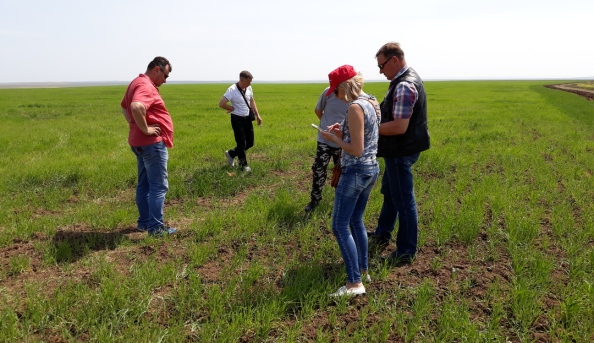 В Ленинском районе проводится мониторинг по обследованию посевов сельскохозяйственных культур