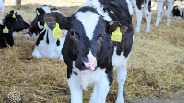 Поголовье крупного рогатого скота у сельхозтоваропроизводителей Ленинского района в этом году увеличилось на 10% - Андрей Рюмшин