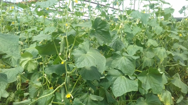 Овощеводы Ленинского района приступили к сбору овощей