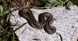 В Крыму из-за теплой погоды проснулись гадюки и сколопендры
