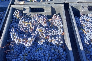 Посевная кампания под урожай 2026 года продолжается