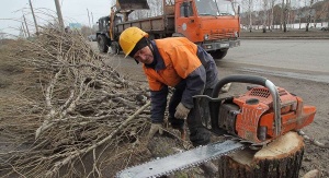 Кому и где можно вырубать деревья в Крыму