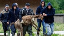 Пражский зоопарк в опасности