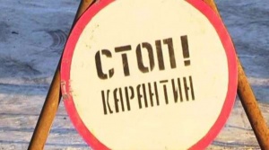 В Крыму отменили карантин, введенный из-за вспышки африканской чумы