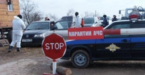В массовом падеже скота в Ленинском районе ветеринары винят африканскую чуму