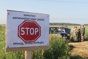 О дальнейшем распространении африканской чумы в Ленинском районе