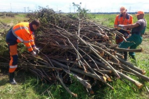 В ЛЕНИНСКОМ РАЙОНЕ НАРУБИЛИ ДЕРЕВЬЕВ ПОЧТИ НА 100 ТЫС. РУБЛЕЙ