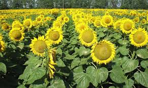 Урожай подсолнечника будет близким к рекордному