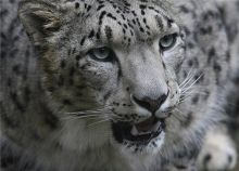 Первые кошки появились 10 миллионов лет назад