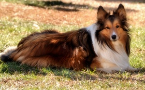 Подбор корма для сбалансированного питания колли