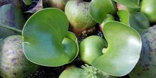 Российские ученые выращивают растение, поглощающее радиацию