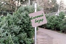 В Ленино стартовали ёлочные базары