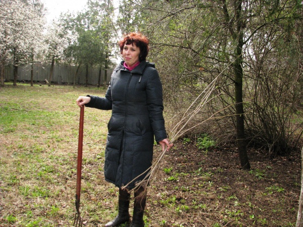 «Сирень Побед»