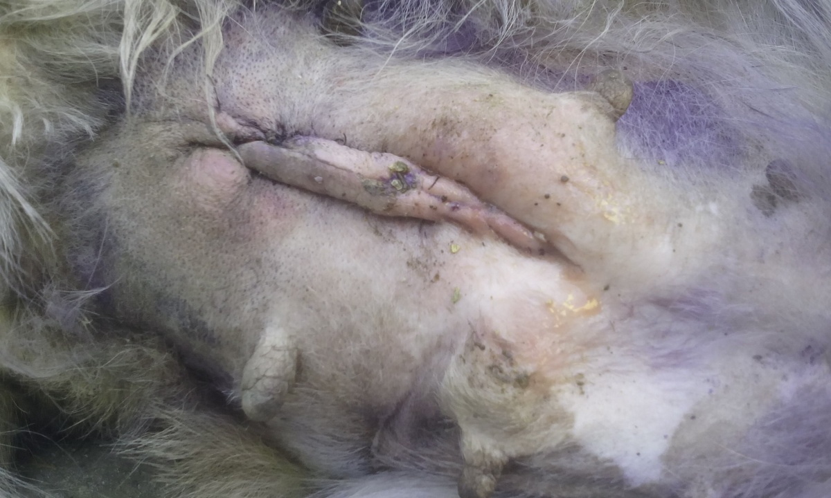 Смертельная стерилизация! (Фото не для детей и слабонервных)