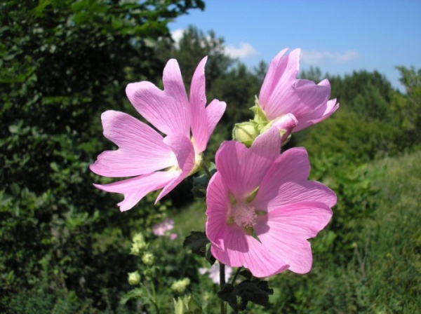 Михаил Вольфсон