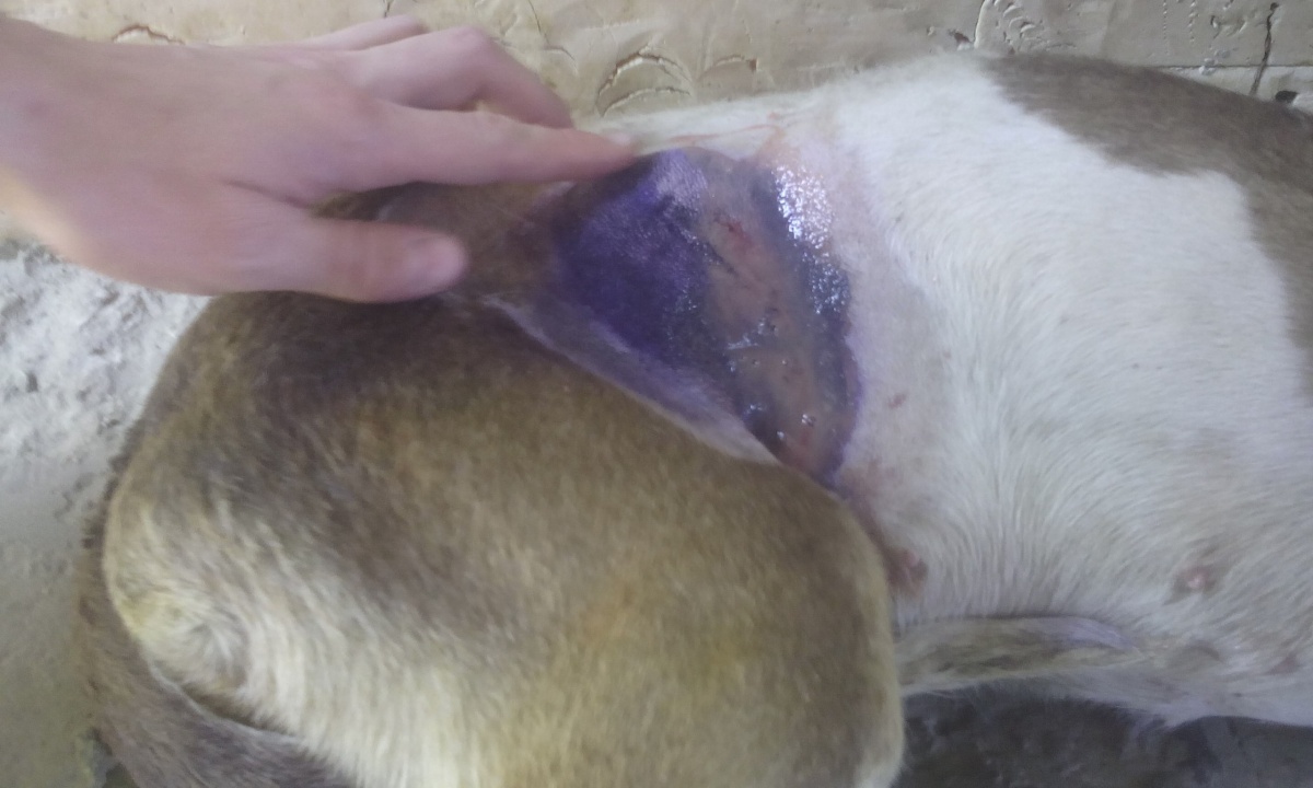 Смертельная стерилизация! (Фото не для детей и слабонервных)