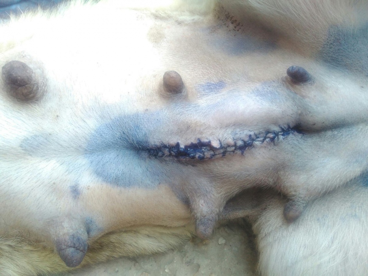 Смертельная стерилизация! (Фото не для детей и слабонервных)