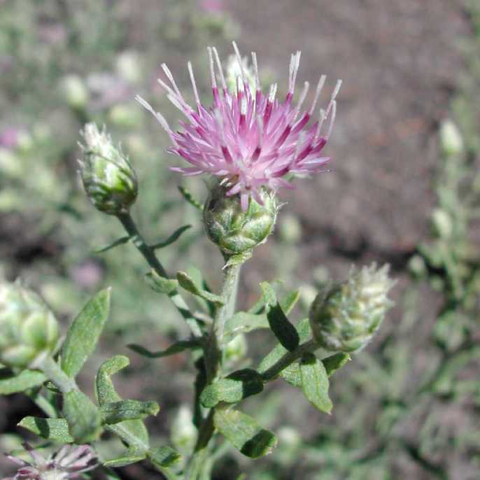 горчак ползучий