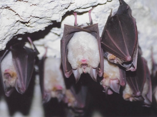 Колонии летучих мышей